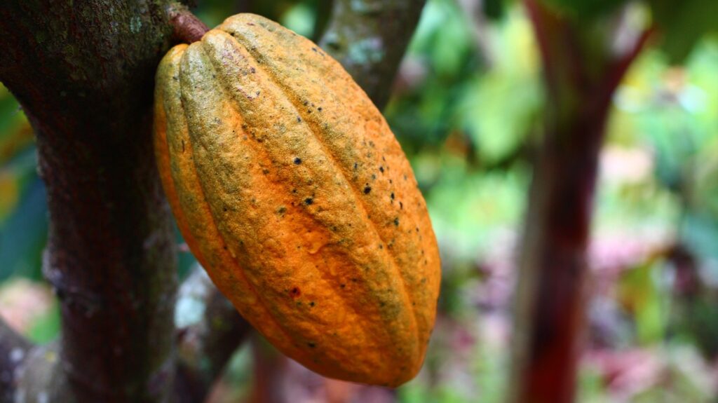 Rebola celebra su tradicional fiesta del kattó, día del cacao